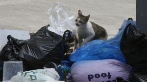 “Why Don’t We Have a Trash Area?”: Villa Residents Struggle Without Designated Garbage Sites