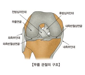 Cruciate Ligament, Key Ligament of Knee Health